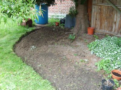 Jardin d'&eacute;t&eacute; le 30/06/2007 : (thuya)